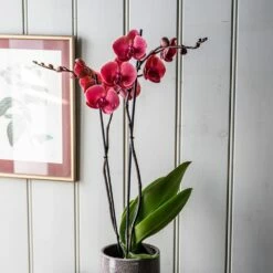 Phalaenopsis 'Asian Coral' -plant store pl2000044821 card3 lg