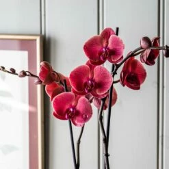 Phalaenopsis 'Asian Coral' -plant store pl2000044821 card4 lg