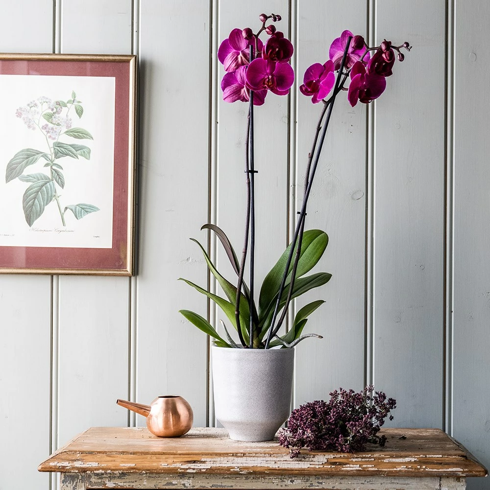 Phalaenopsis Anthura Stellenbosch ('phaldukai') (PBR) 4 Phalaenopsis Anthura Stellenbosch ('phaldukai') (PBR) - Image 2