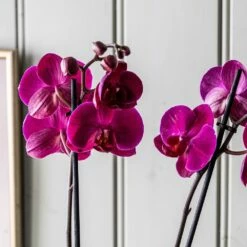 Phalaenopsis Anthura Stellenbosch ('phaldukai') (PBR) 9 Phalaenopsis Anthura Stellenbosch ('phaldukai') (PBR) -plant store pl2000044822 card4 lg