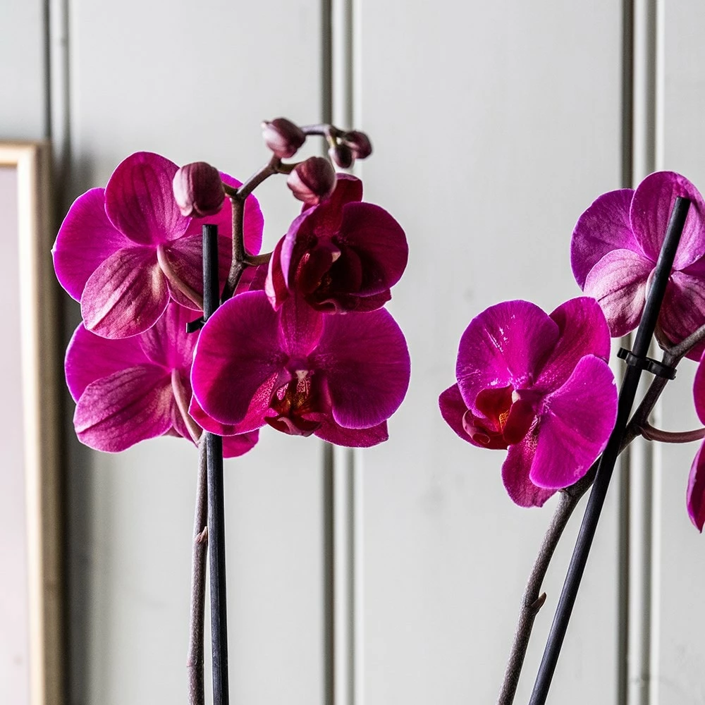 Phalaenopsis Anthura Stellenbosch ('phaldukai') (PBR) 6 Phalaenopsis Anthura Stellenbosch ('phaldukai') (PBR) - Image 4