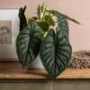 Alocasia 'Dragon Scale' 1 Alocasia 'Dragon Scale' -plant store pl2000044828