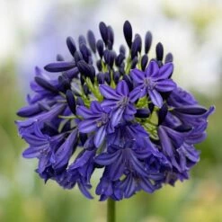 Agapanthus 'Dark Silk'