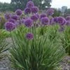 Allium 'Lavender Bubbles' 2 Allium 'Lavender Bubbles' -plant store pl2000045043