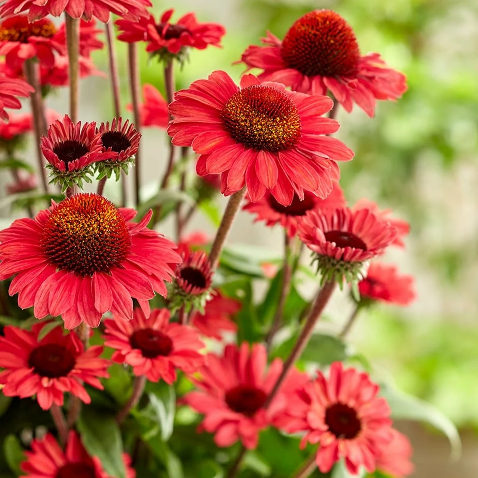 Echinacea SunSeekers Red ('Apecssired') (SunSeekers Series) 3 Echinacea SunSeekers Red ('Apecssired') (SunSeekers Series)