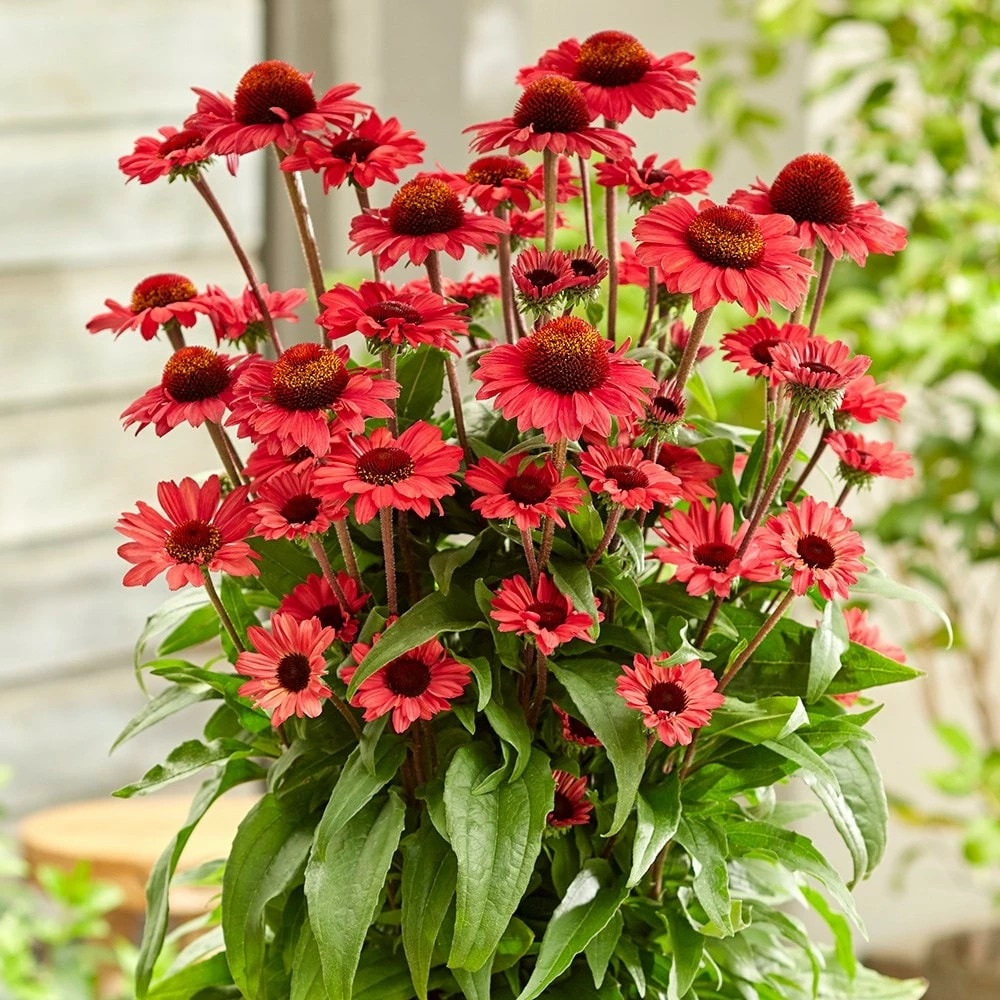 Echinacea SunSeekers Red ('Apecssired') (SunSeekers Series) 4 Echinacea SunSeekers Red ('Apecssired') (SunSeekers Series) - Image 2