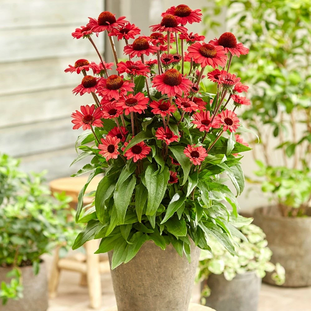 Echinacea SunSeekers Red ('Apecssired') (SunSeekers Series) 5 Echinacea SunSeekers Red ('Apecssired') (SunSeekers Series) - Image 3