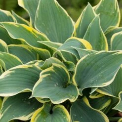 Hosta 'First Frost'