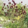 Sanguisorba 'Proud Mary' -plant store pl2000045057