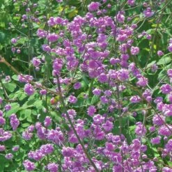 Thalictrum Delavayi 'Hewitt's Double'