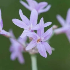 Tulbaghia Violacea 'Silver Lace'
