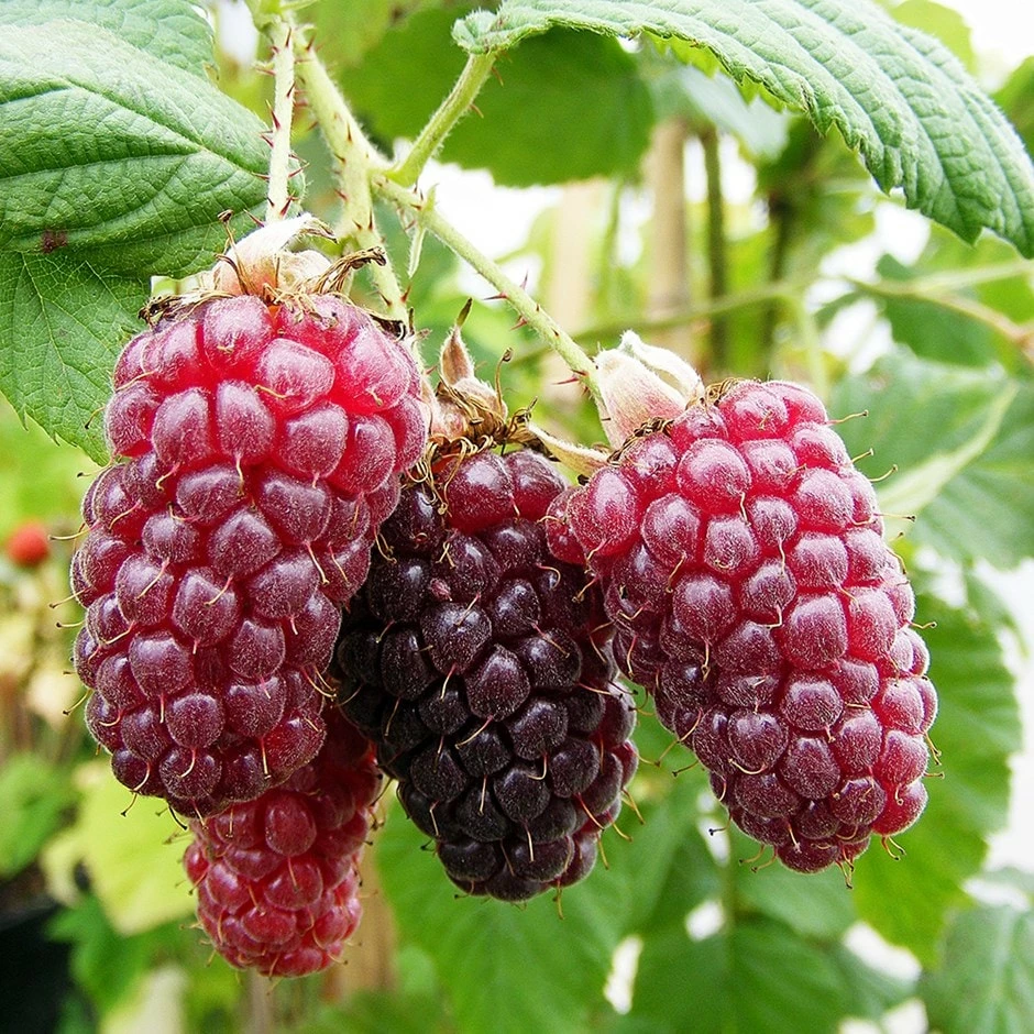 Tayberry 'Medana' 3 Tayberry 'Medana'