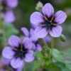 Geranium 'Salome' -plant store pl2000045146