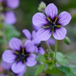Geranium 'Salome'