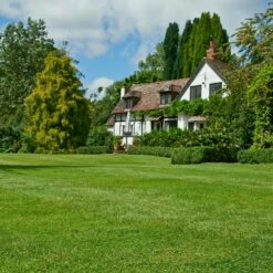 Johnsons Any Time Lawn Seed -plant store pl2000045268 card2 lg