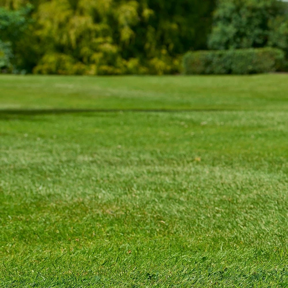 Johnsons Quick Fix Lawn Seed 4 Johnsons Quick Fix Lawn Seed - Image 2