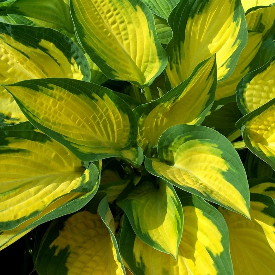 Hosta 'Happy Dayz' 3 Hosta 'Happy Dayz'