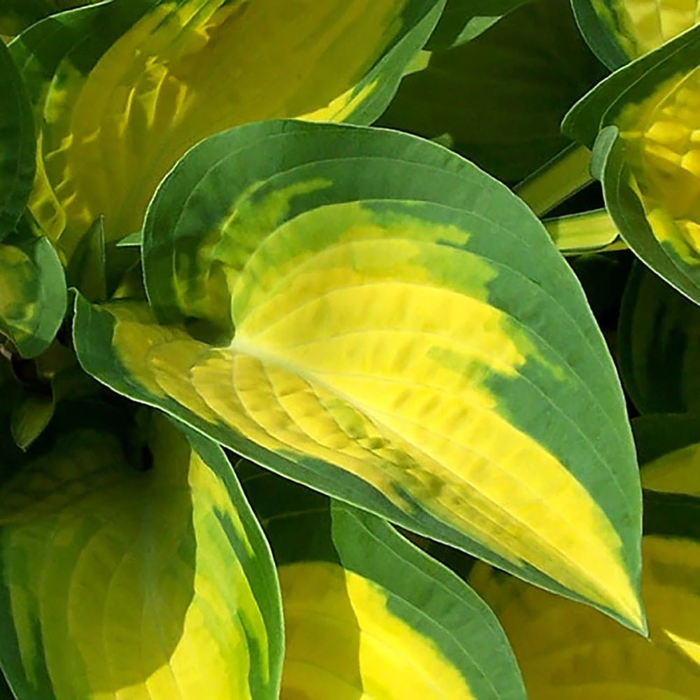 Hosta 'Happy Dayz' 4 Hosta 'Happy Dayz' - Image 2