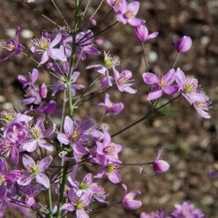 Thalictrum 'Fairy Wings'