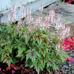 Tiarella 'Sugar And Spice' (PBR)