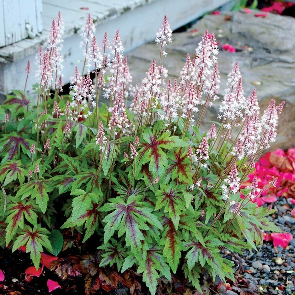 Tiarella 'Sugar And Spice' (PBR) 3 Tiarella 'Sugar And Spice' (PBR)