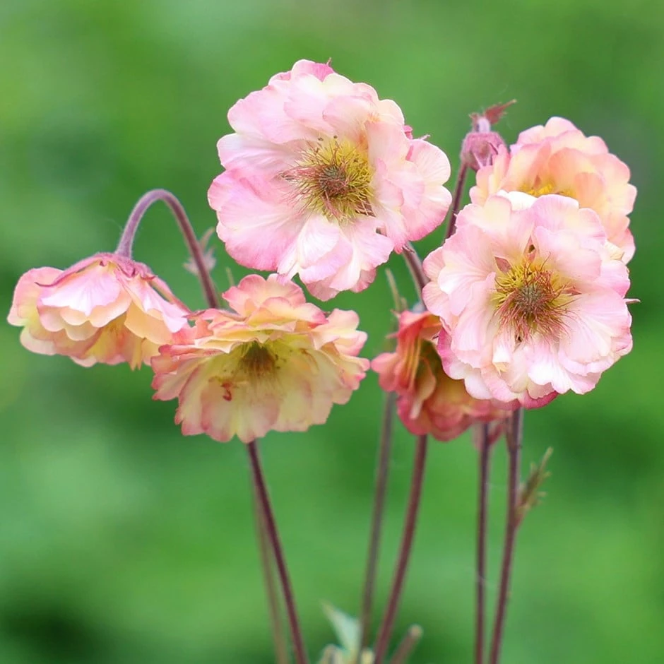 Geum Pretticoats Peach ('Tngeupp') (Pretticoats Series) (PBR) 3 Geum Pretticoats Peach ('Tngeupp') (Pretticoats Series) (PBR)