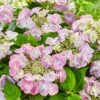 Hydrangea Macrophylla 'Teller Pink' -plant store pl2000045405