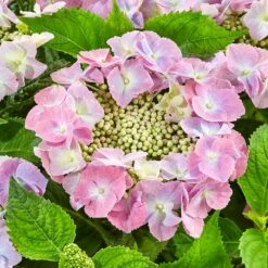 Hydrangea Macrophylla 'Teller Pink' -plant store pl2000045405 card2 lg