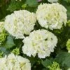Hydrangea Macrophylla 'White' -plant store pl2000045407
