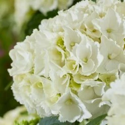Hydrangea Macrophylla 'White' -plant store pl2000045407 card3 lg