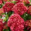 Hydrangea Macrophylla 'Red' 2 Hydrangea Macrophylla 'Red' -plant store pl2000045408