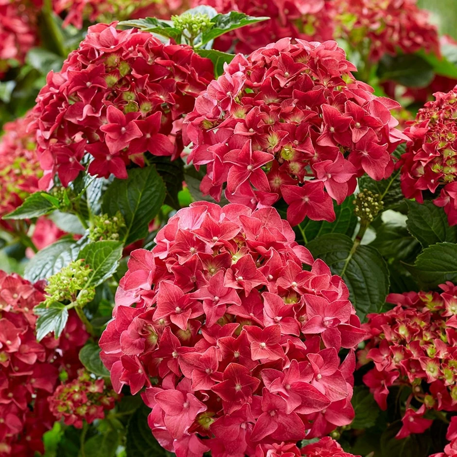 Hydrangea Macrophylla 'Red' 3 Hydrangea Macrophylla 'Red'