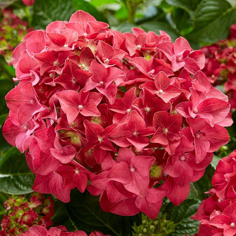 Hydrangea Macrophylla 'Red' 4 Hydrangea Macrophylla 'Red' - Image 2