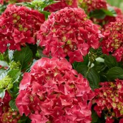 Hydrangea Macrophylla 'Red' 7 Hydrangea Macrophylla 'Red' -plant store pl2000045408 card3 lg