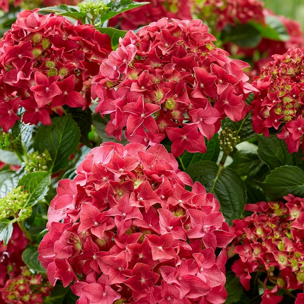 Hydrangea Macrophylla 'Red' 5 Hydrangea Macrophylla 'Red' - Image 3