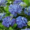 Hydrangea Macrophylla 'Blue' -plant store pl2000045411