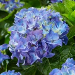 Hydrangea Macrophylla 'Blue' -plant store pl2000045411 card2 lg