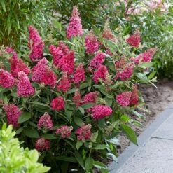 Buddleja Little Ruby ('BotEx 006') (PBR) (Butterfly Candy Series) -plant store pl2000045431 card3 lg