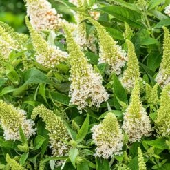 Buddleja Little White (’BotEx 003’) (PBR) (Butterfly Candy Series) 9 Buddleja Little White (’BotEx 003’) (PBR) (Butterfly Candy Series) -plant store pl2000045432 card4 lg