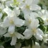 Philadelphus 'Dame Blanche' 2 Philadelphus 'Dame Blanche' -plant store pl2000045474