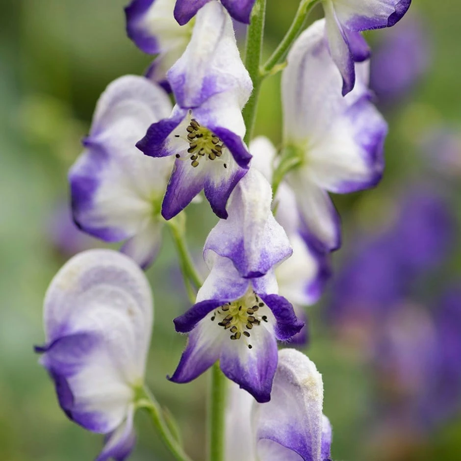 Aconitum × Cammarum 'Bicolor' 3 Aconitum × Cammarum 'Bicolor'