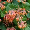 Lonicera Sempervirens 1 Lonicera Sempervirens -plant store pl2000045484