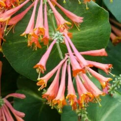 Lonicera Sempervirens -plant store pl2000045484 card2 lg