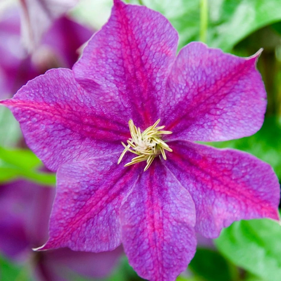 Clematis 'Star Of India' 3 Clematis 'Star Of India'