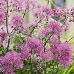 Thalictrum 'Little Pinkie' (Censation Series)
