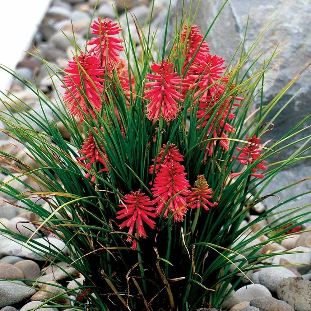 Kniphofia Poco Red ('Tnknipr') (PBR) (Poco Series) 4 Kniphofia Poco Red ('Tnknipr') (PBR) (Poco Series) - Image 2