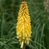Kniphofia Poco Yellow ('Tnknipy') (PBR) (Poco Series) 1 Kniphofia Poco Yellow ('Tnknipy') (PBR) (Poco Series) -plant store pl2000045861
