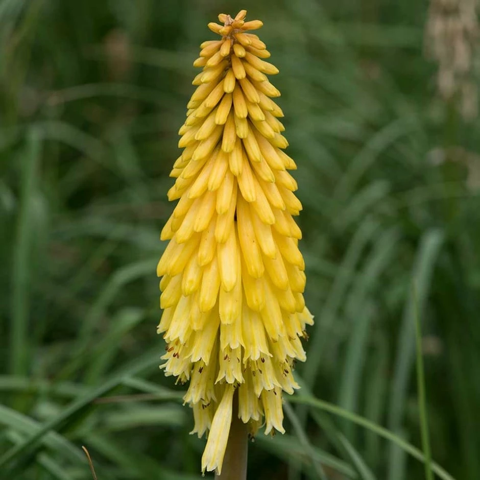 Kniphofia Poco Yellow ('Tnknipy') (PBR) (Poco Series) 3 Kniphofia Poco Yellow ('Tnknipy') (PBR) (Poco Series)
