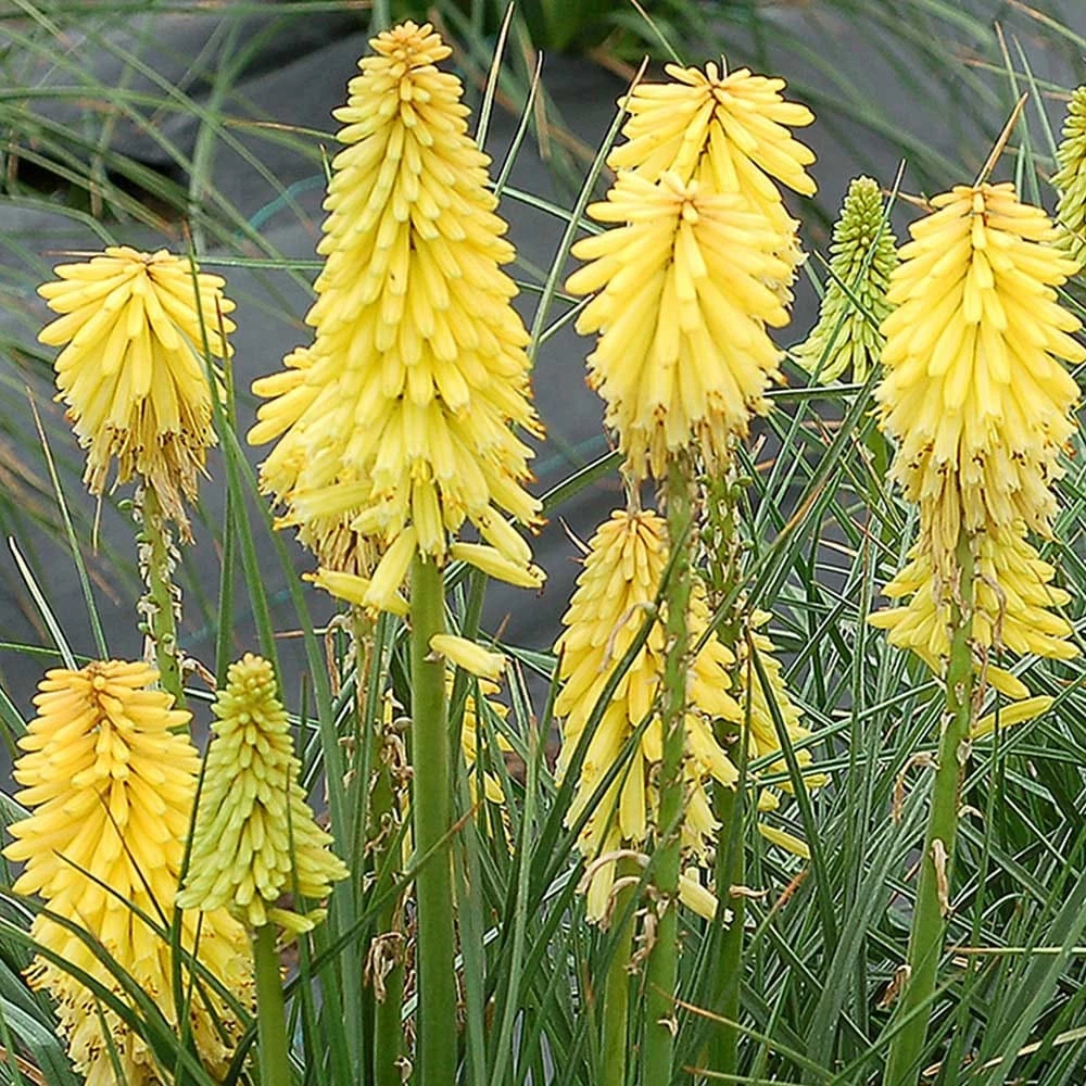 Kniphofia Poco Yellow ('Tnknipy') (PBR) (Poco Series) 4 Kniphofia Poco Yellow ('Tnknipy') (PBR) (Poco Series) - Image 2