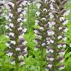 Acanthus Hungaricus 'White Lips' -plant store pl2000045885